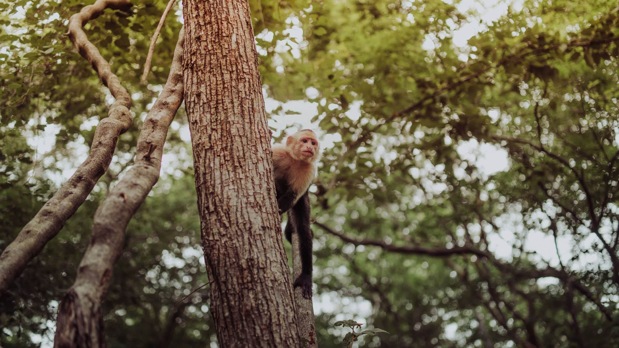 Andaz Costa Rica Resort at Peninsula Papagayo Monkey