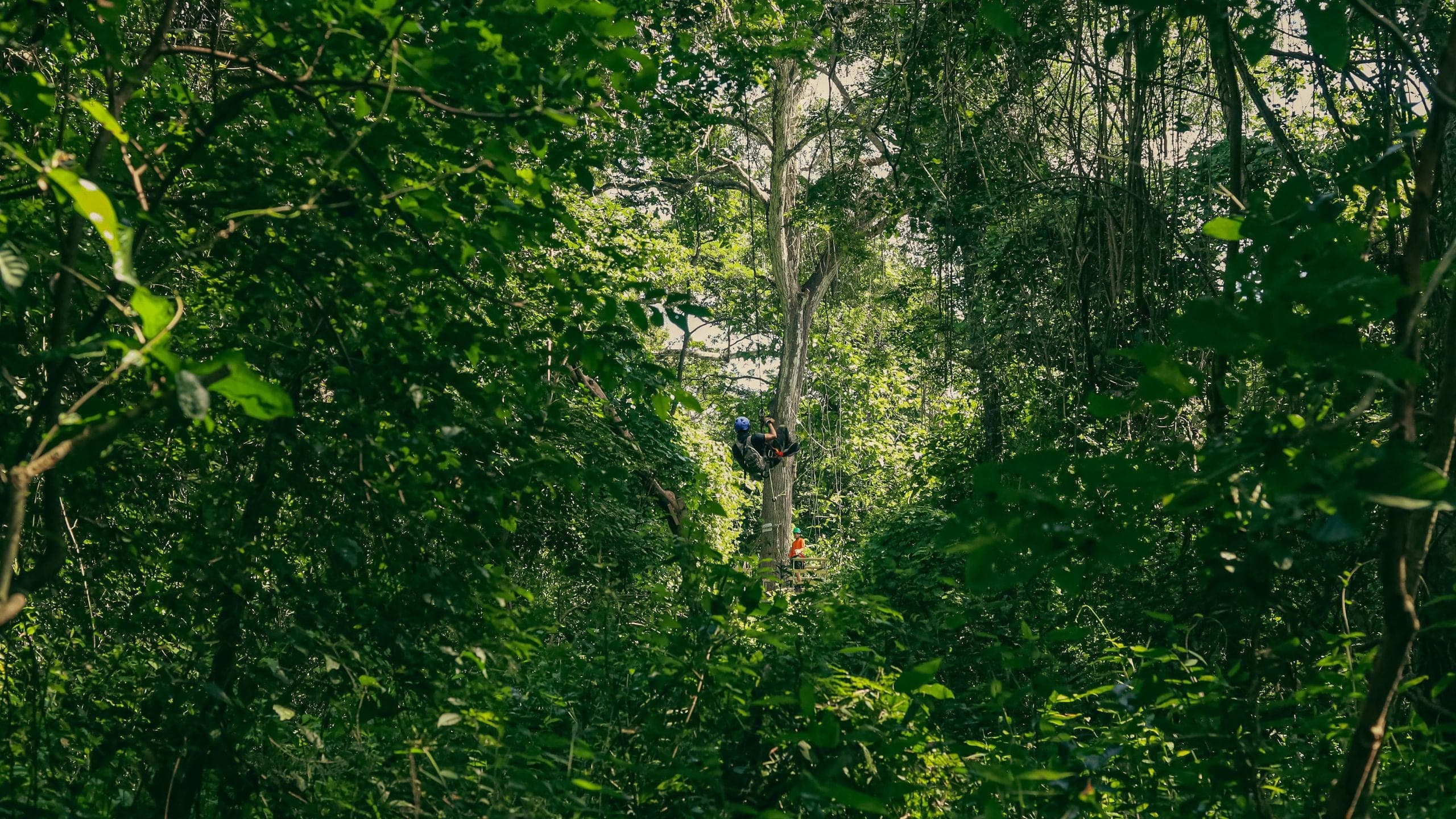 Andaz Costa Rica Resort at Peninsula Papagayo Outpost Zipline
