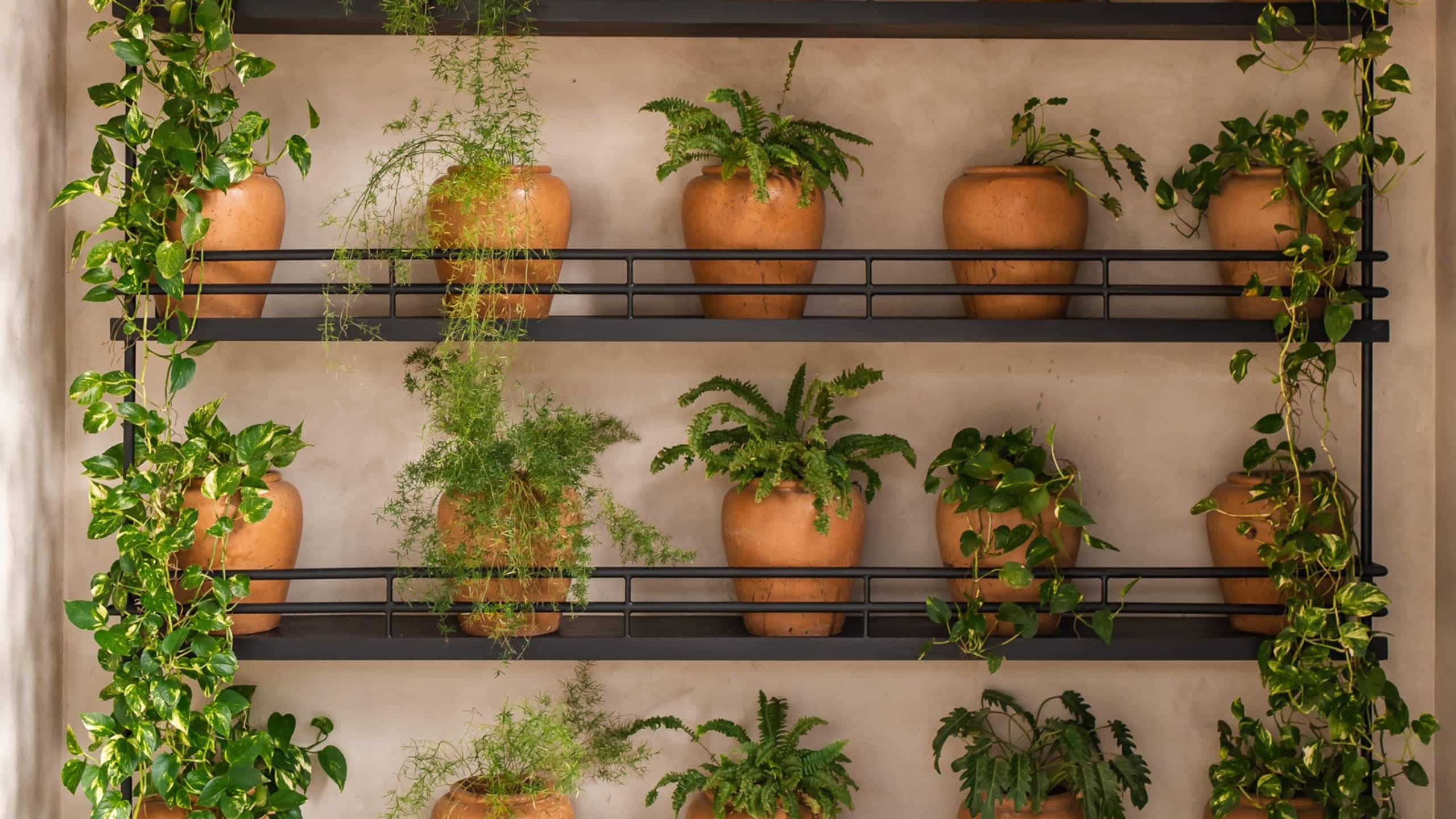 Andaz Peninsula Papagayo Resort, Costa Rica Meso Fern Wall