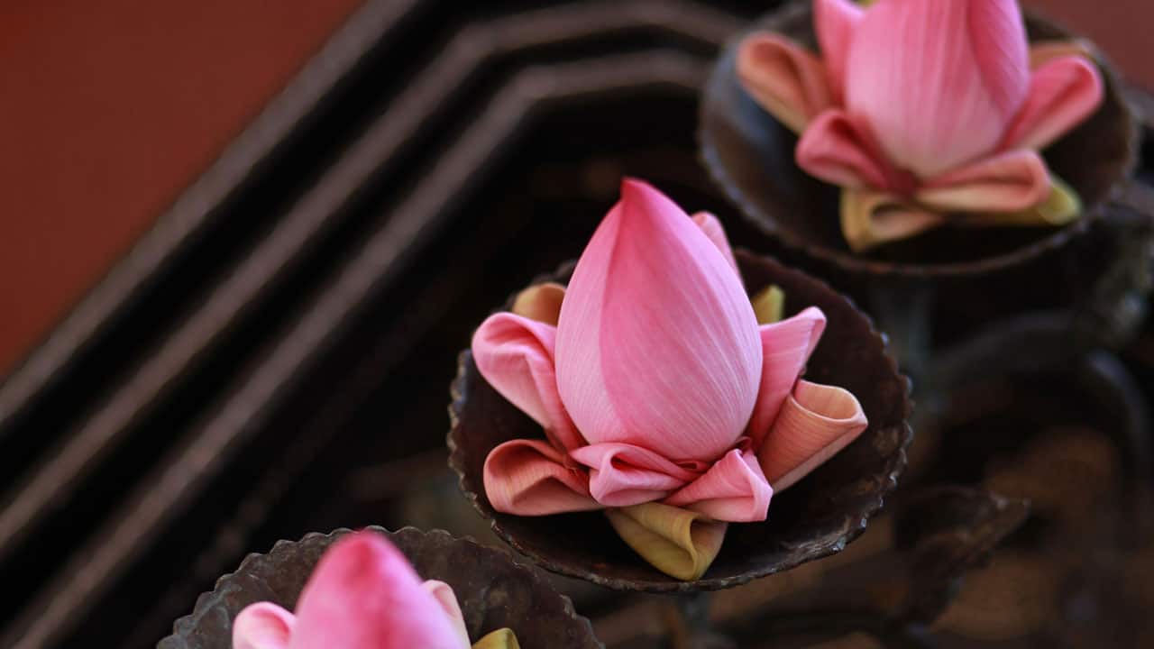 Spa Lotus Flowers